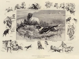 Provas de Sheep-Dog em Westmoreland